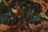 Polished Green Chrysoprase Section - Western Australia #364242-1
